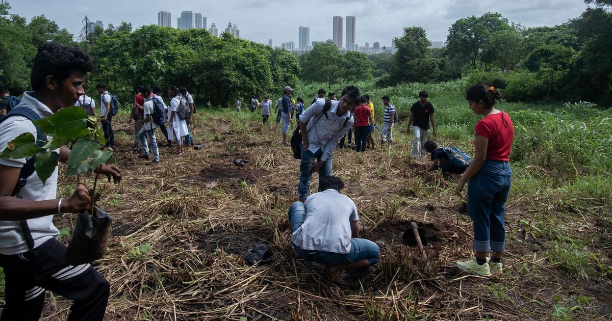 Why planting trees is not a cure-all for climate change