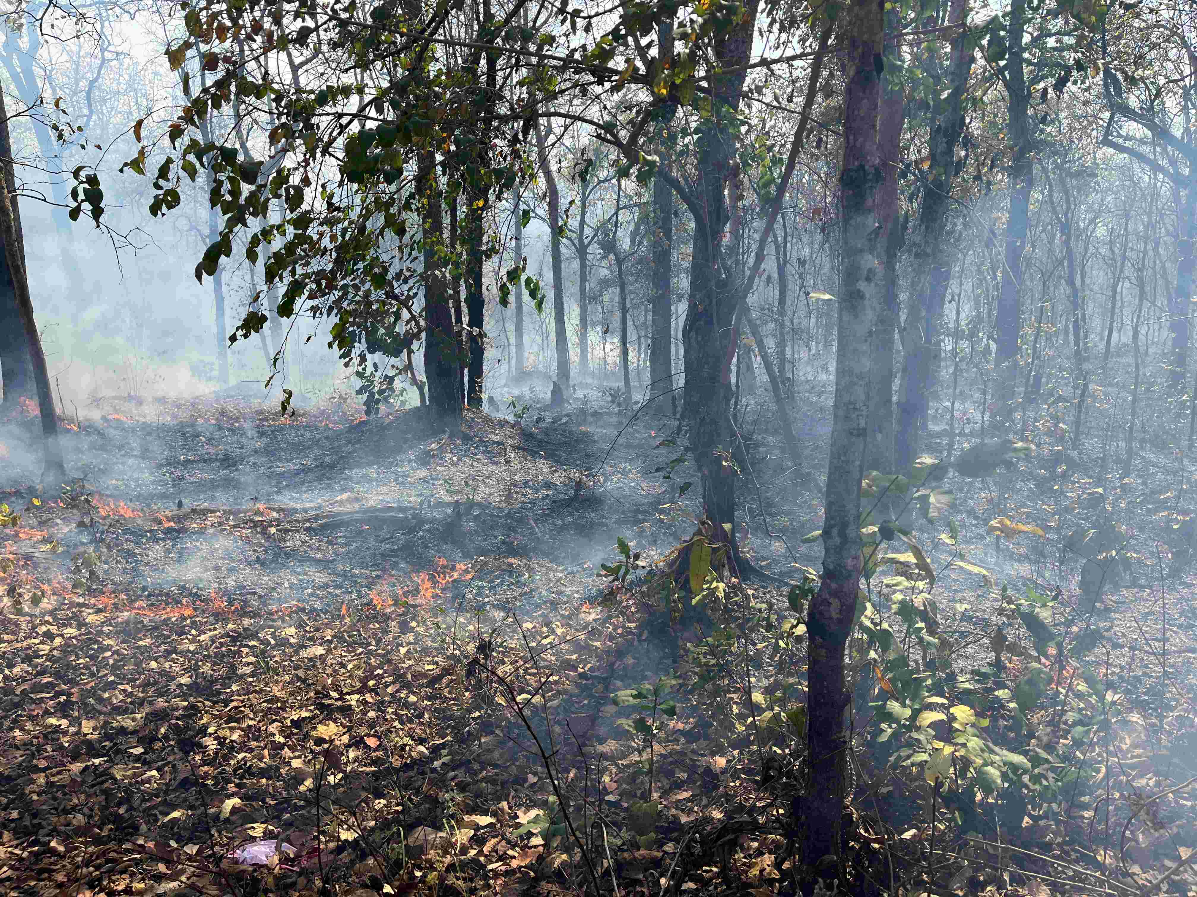 Forest fire in Gadchiroli, Maharashtra