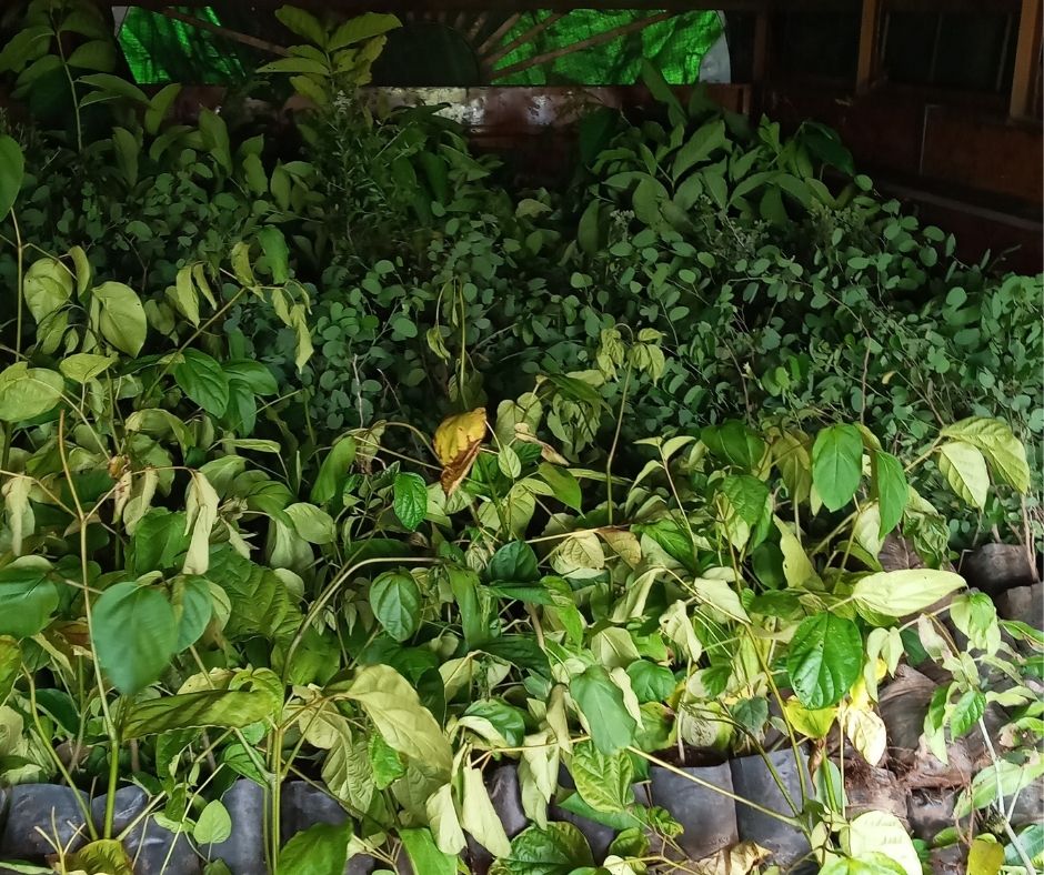 First parcel of barren land greened