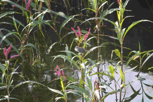 Native bird returning to wetland vegetation